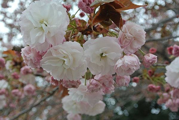DSC_9123.JPG