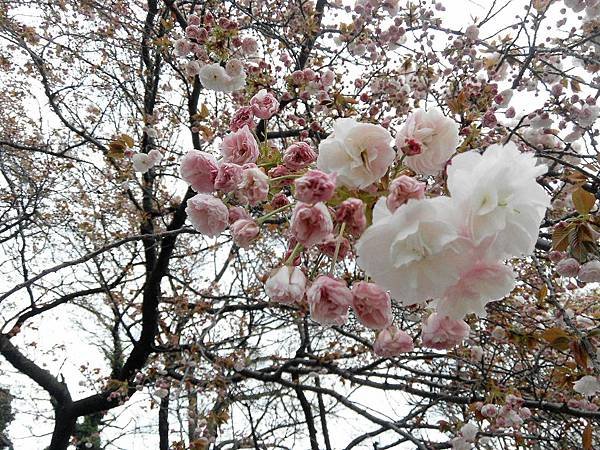 IMG_20150409_163615.JPG