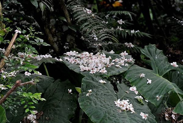 DSC_7463.JPG