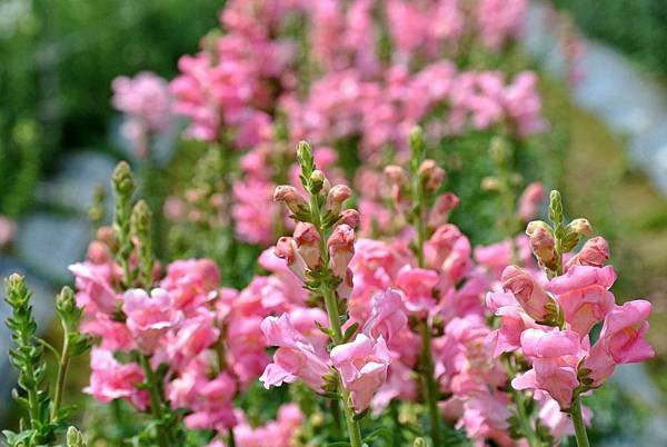 2016_0406AS.JPG