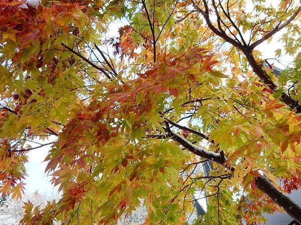 20171018_117.jpg