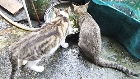 喝著雨水地下水