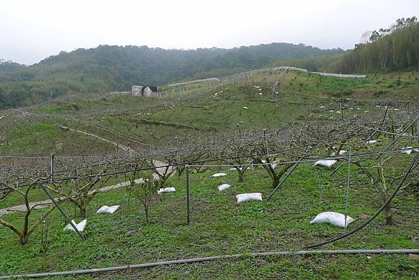 半山腰的果園