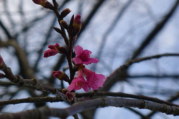 山櫻花