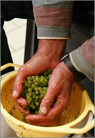 Chablis D2 1.jpg