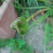 黃韭蘭種莢