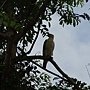 Sukau to Abai by boat 165.JPG