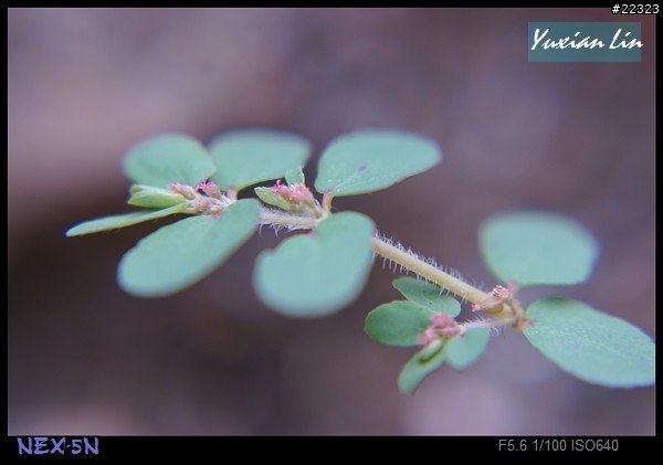 NEX E鏡 55mm OSS MACRO .... XD