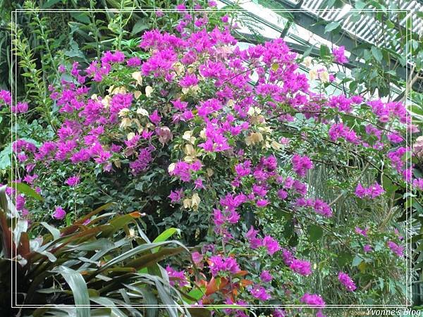 Floral Showhouse12.jpg
