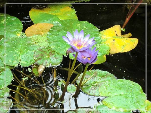 Floral Showhouse11.jpg