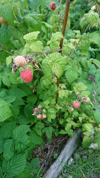 DSC_0184.jpg