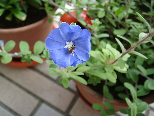 DSC03326.JPG