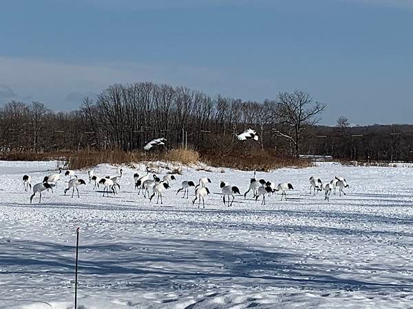 201901北海道極凍之旅