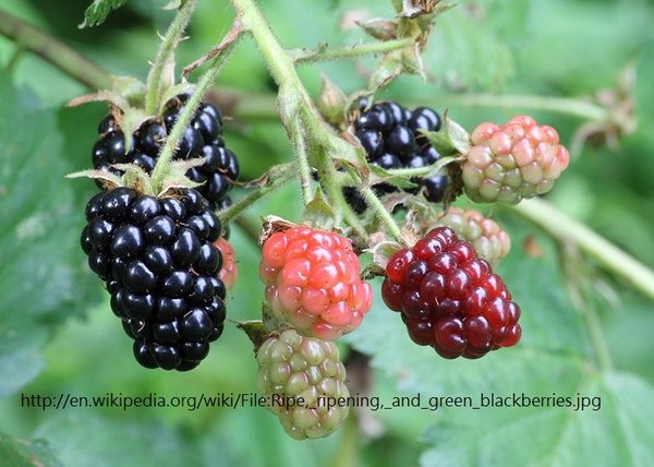 blackberries.jpg