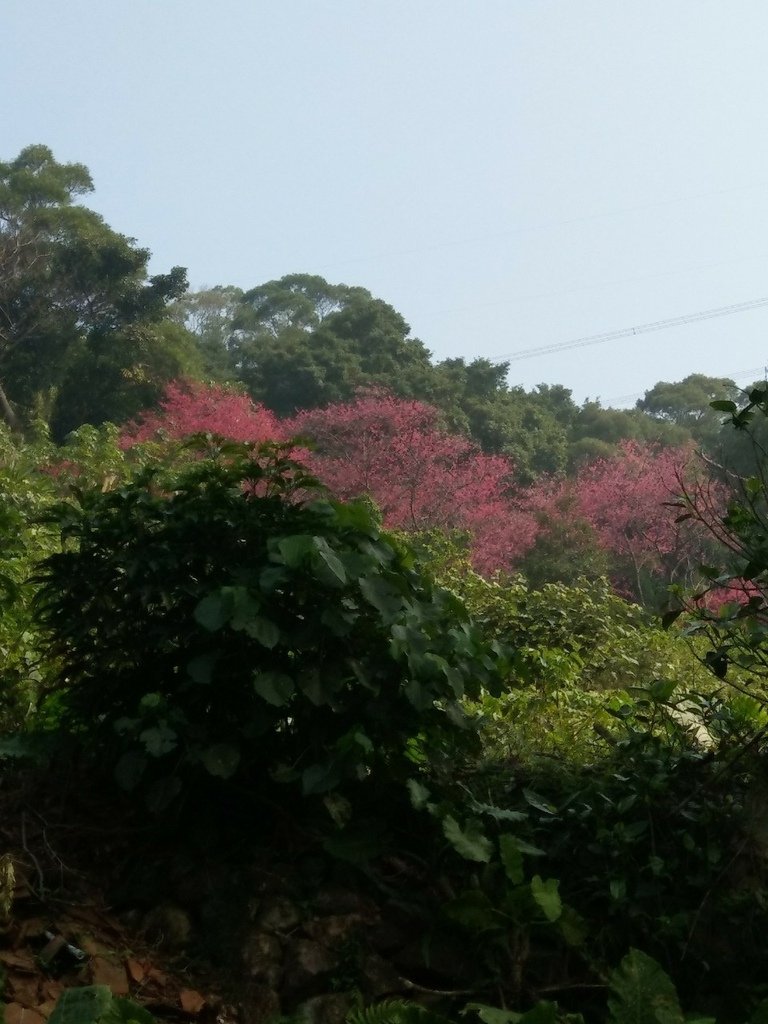 淡水紅樹林三空泉農場_210409_0.jpg