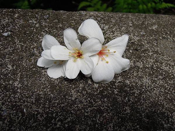 DSCN3542