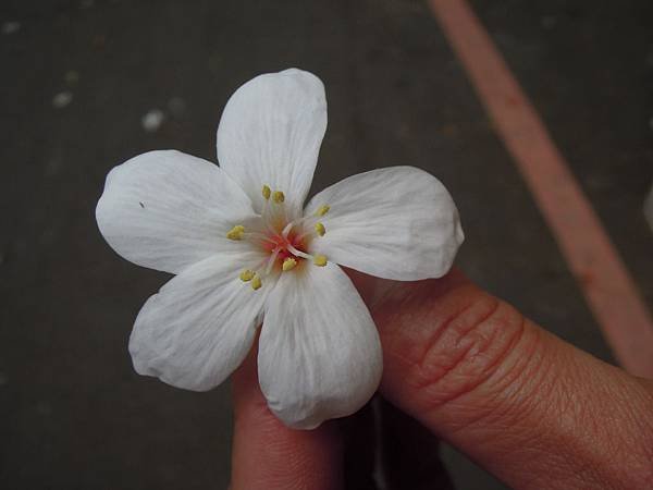 DSCN3591