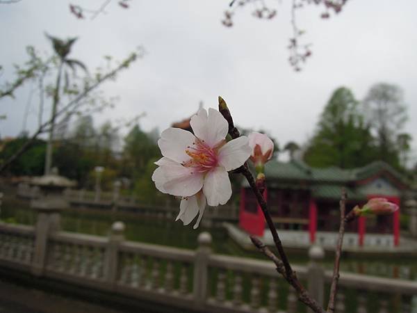 DSCN6136