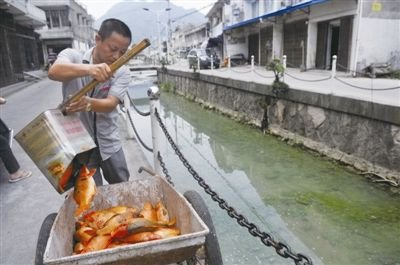 溫州河頭村上千尾魚一夜暴斃村民指企業排污