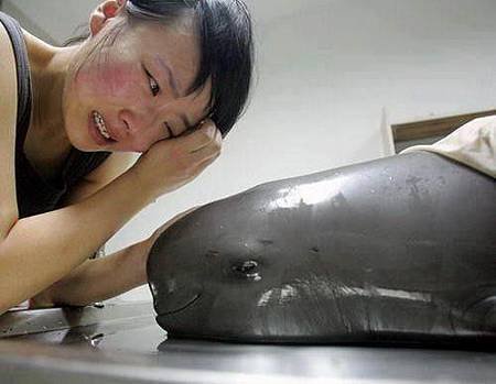 長江現病死江豚 專家稱或因水質污染所致0004