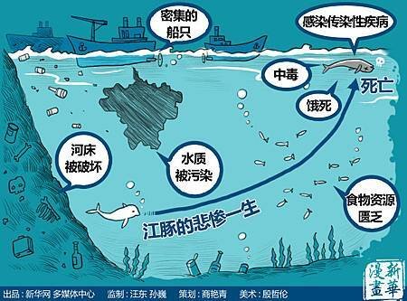 長江現病死江豚 專家稱或因水質污染所致0005