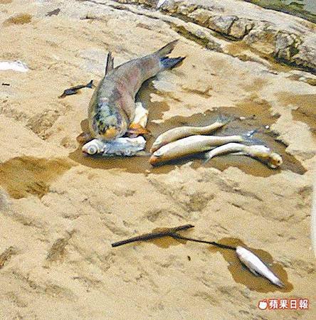 翡翠水庫爆毒魚 魚屍曝河道