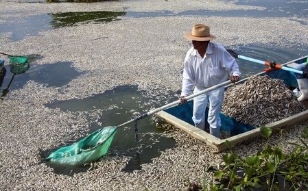 墨西哥湖面密佈53噸死魚