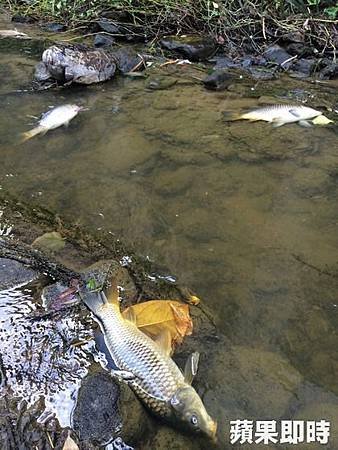 工廠強鹼水流入圳溝　魚屍綿延2公里01