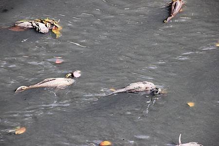 舊濁水溪忽飄惡臭　河面浮上大批魚屍