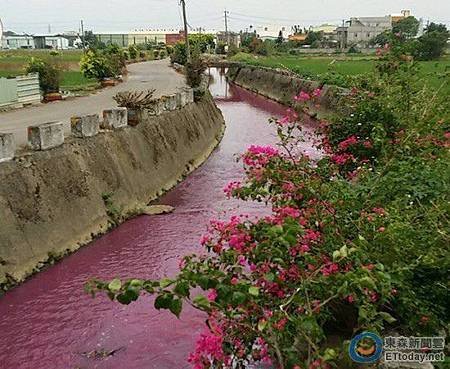 整條溪水被染紅！桃園蘆竹出現「芋香牛奶」河