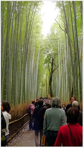 晴天的竹林!!