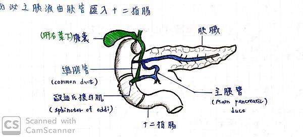 胰臟.jpg