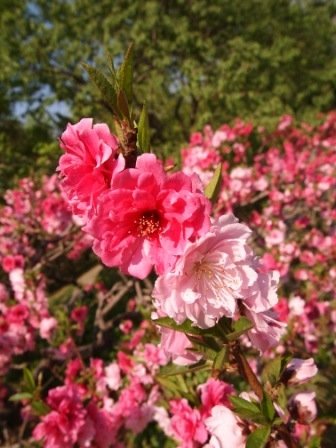 北京桃花節06.JPG