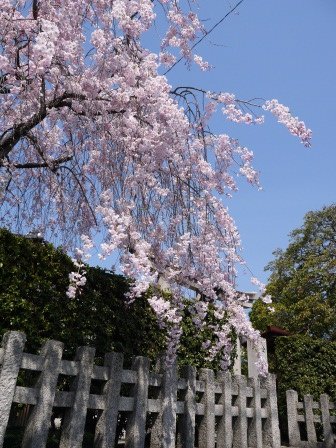 平野神社0103