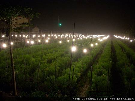 夜照菊(電照菊)