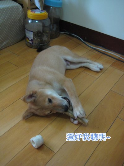 聰明.jpg