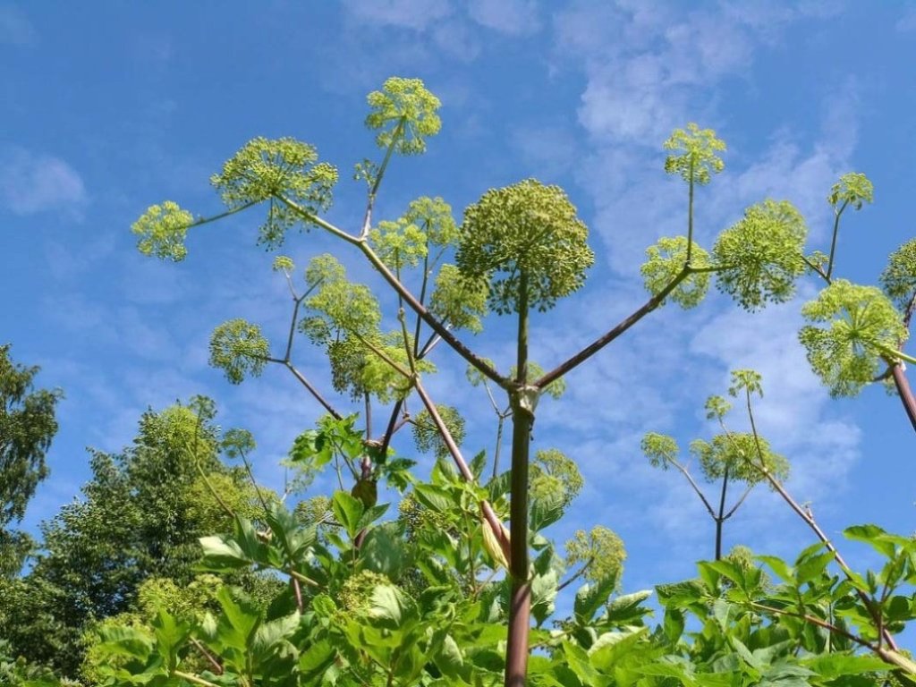 歐白芷根