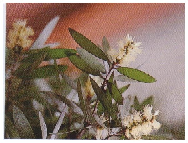 綠花白千層.jpg