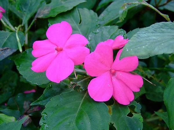 DSCF6638.JPG
