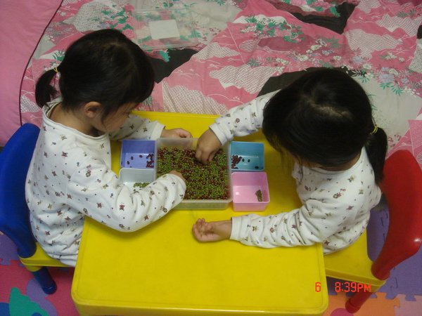 撿豆(3.7ys)