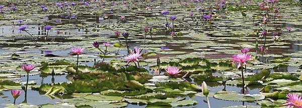 蓮城蓮花園