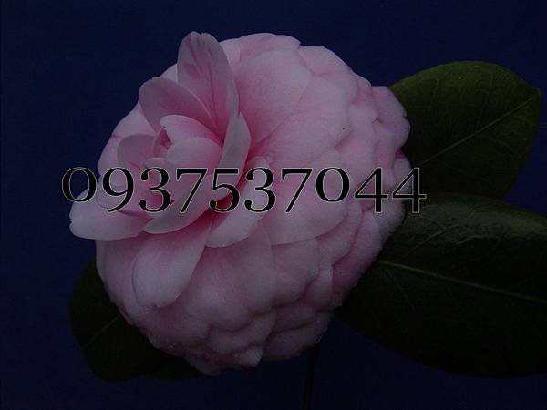 佛朗歌玫瑰._conew1