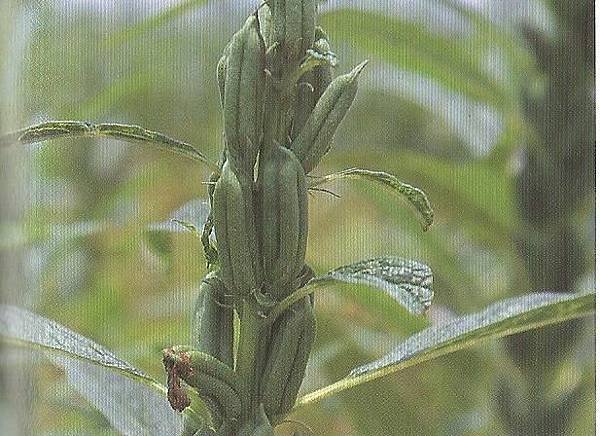胡麻0006.jpg