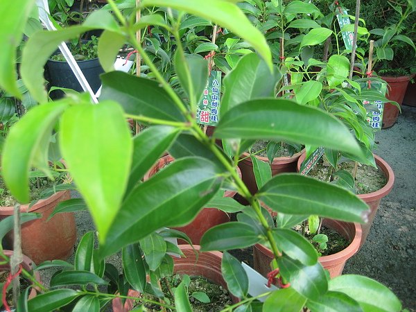 IMG_9235.JPG