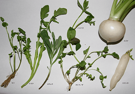 Nanakusa Gayu (7 Herb Porridge)