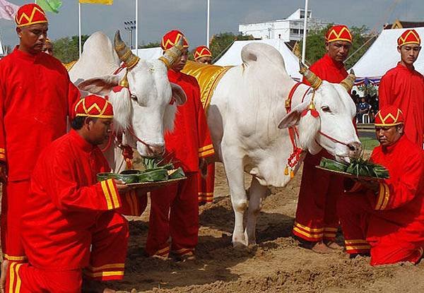 泰國皇家耕種大典暨農民節(Royal Ploughing Ceremony and farmers day)