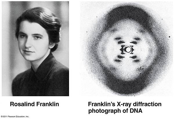 羅莎琳•埃爾西•富蘭克林 （Rosalind Franklin）