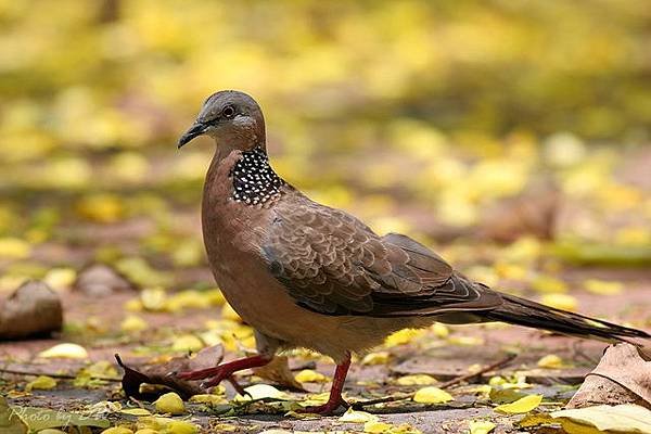 珠頸斑鳩