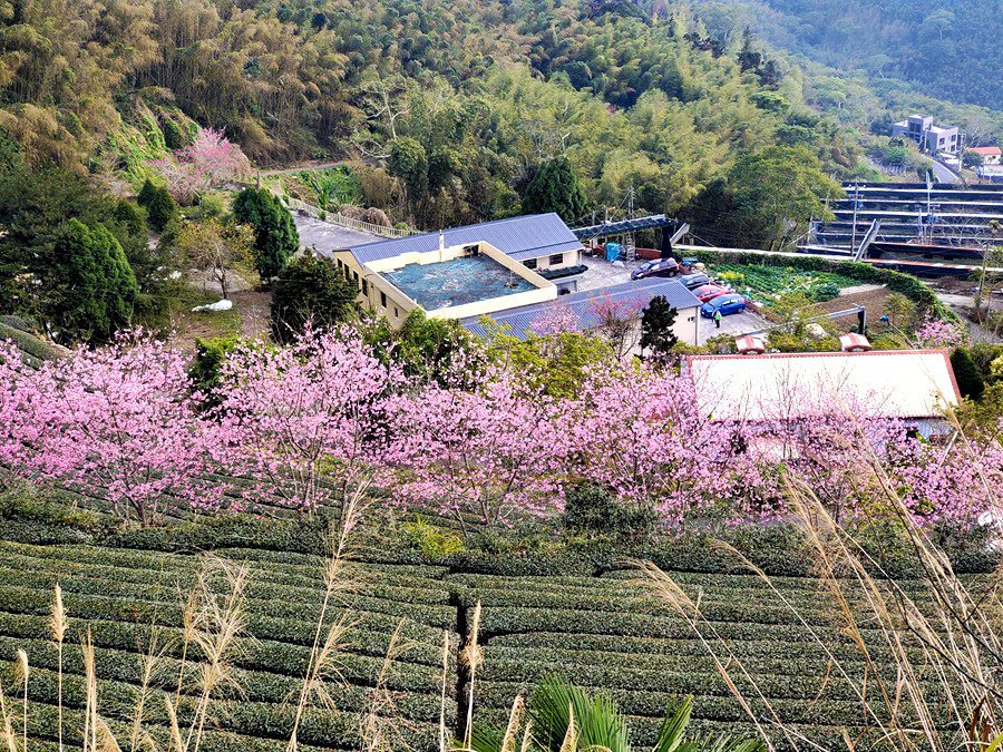 阿里山素食包棟-明心園民宿