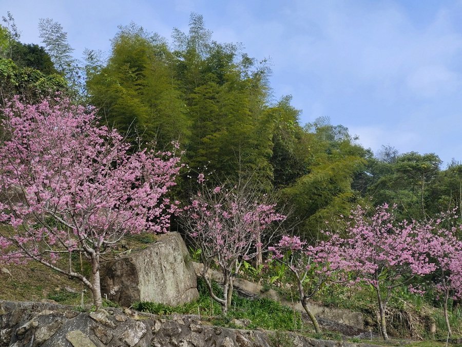 嘉義阿里山彌陀禪寺賞櫻與參拜三寶佛